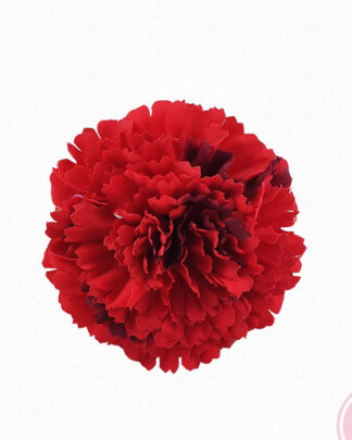 Flor clavel flamenco rojo